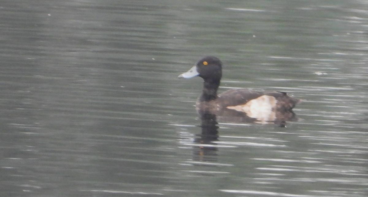 Tufted Duck - ML612944237