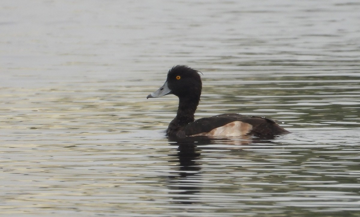 Tufted Duck - ML612944238