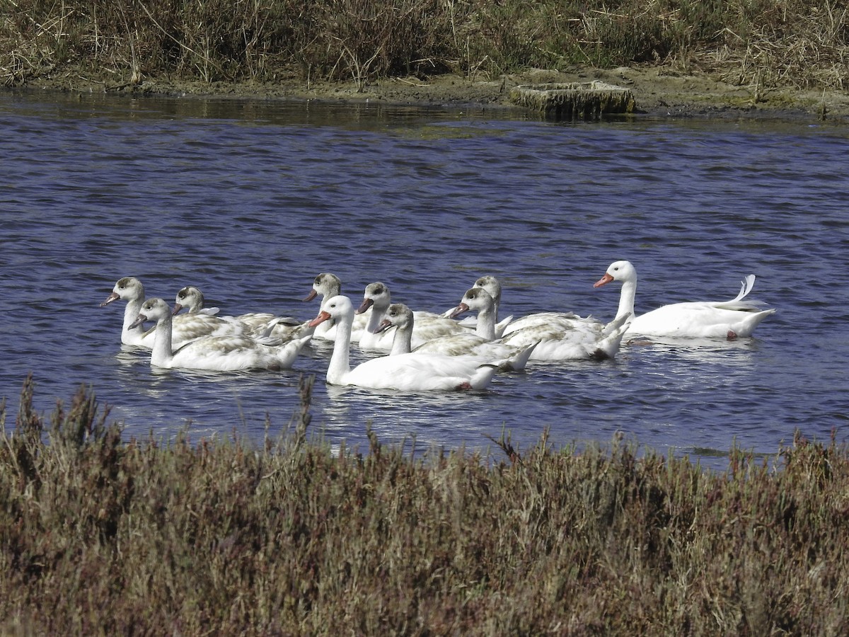 Coscoroba Swan - ML612944246