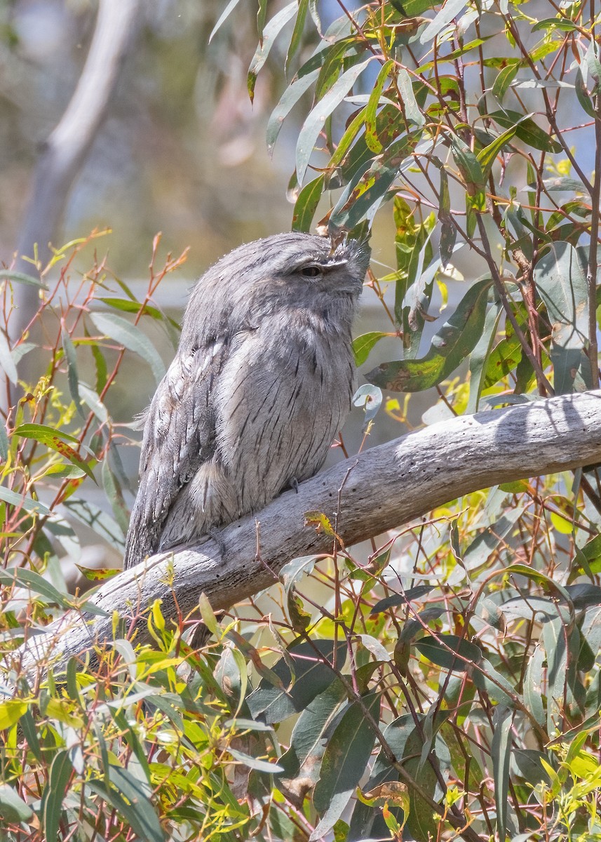 Tawny Frogmouth - Julie Clark