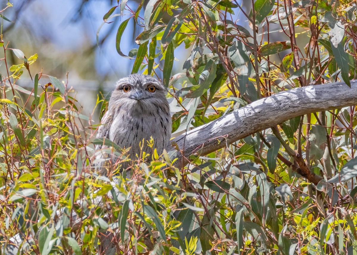 Tawny Frogmouth - Julie Clark