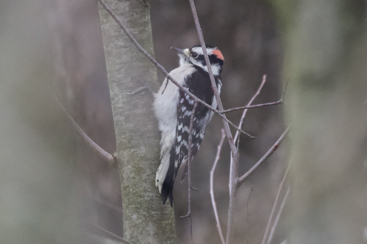 Downy Woodpecker - ML612944458