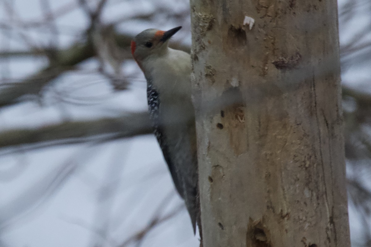 Red-bellied Woodpecker - ML612944466