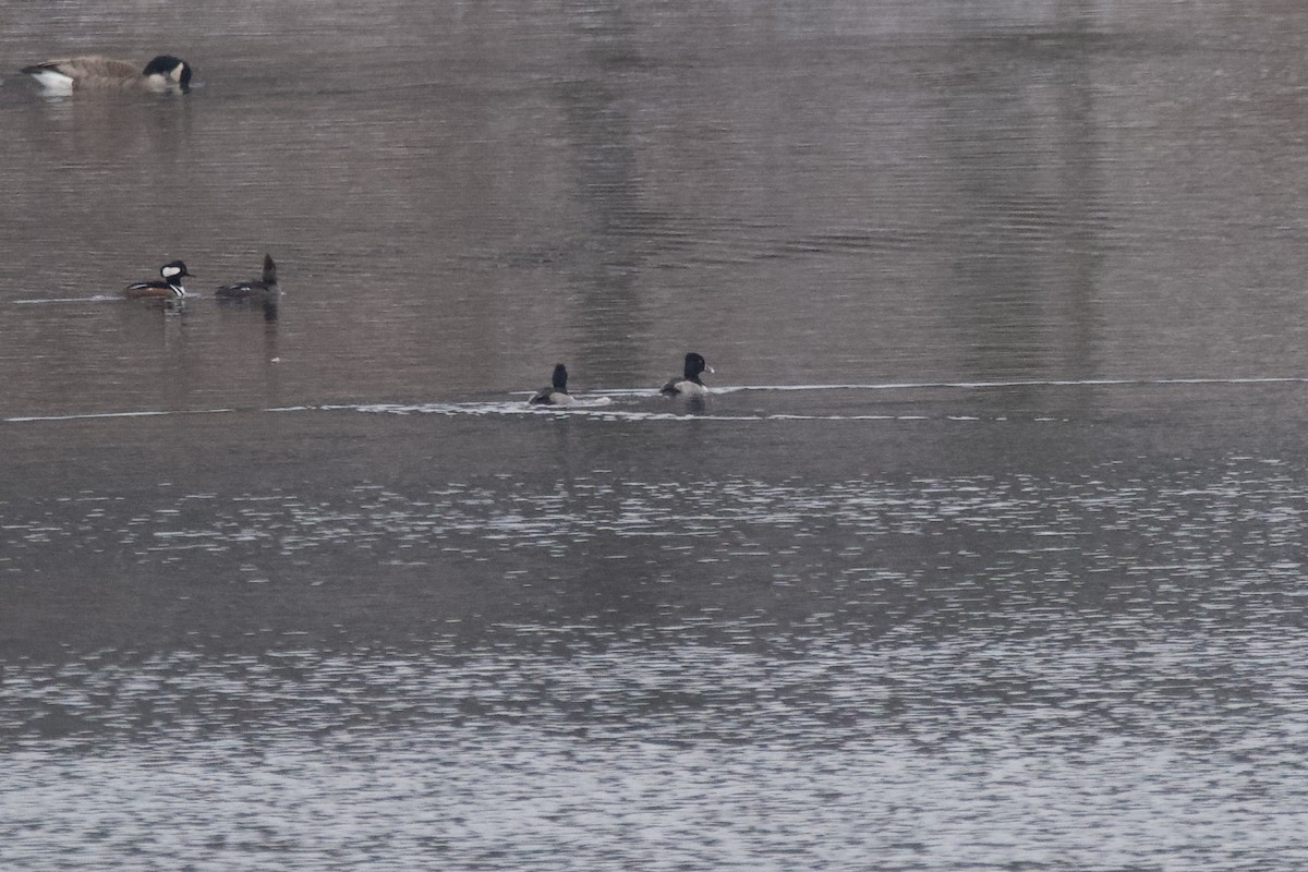 Ring-necked Duck - ML612944552