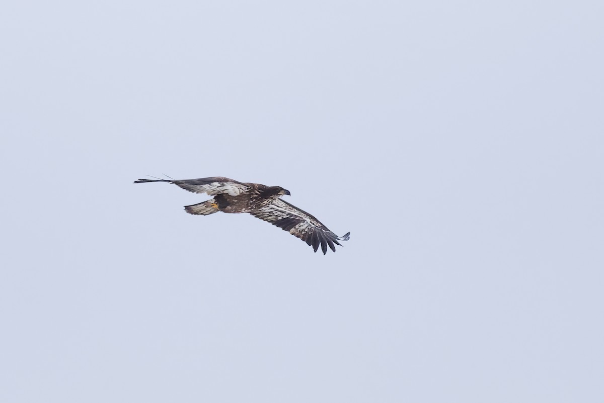 Bald Eagle - Michel Proulx