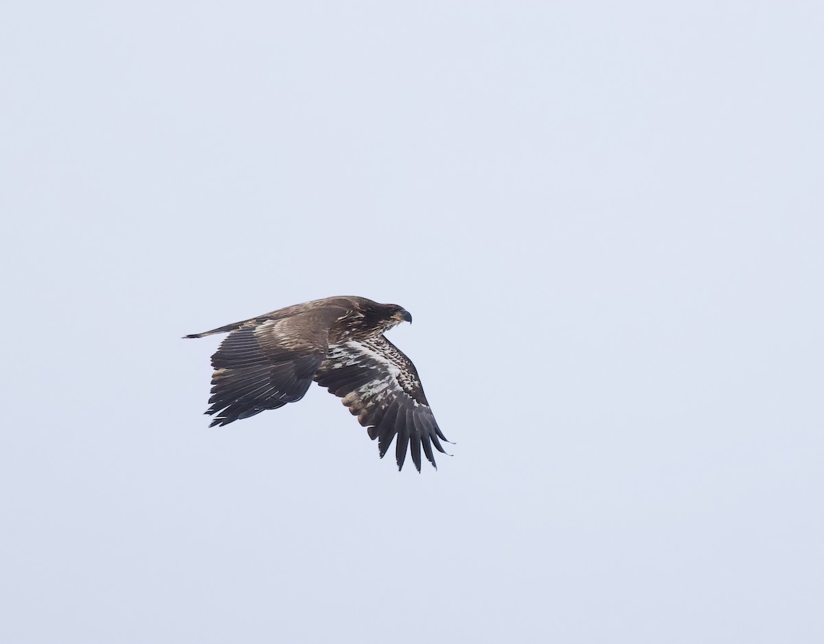 Bald Eagle - Michel Proulx