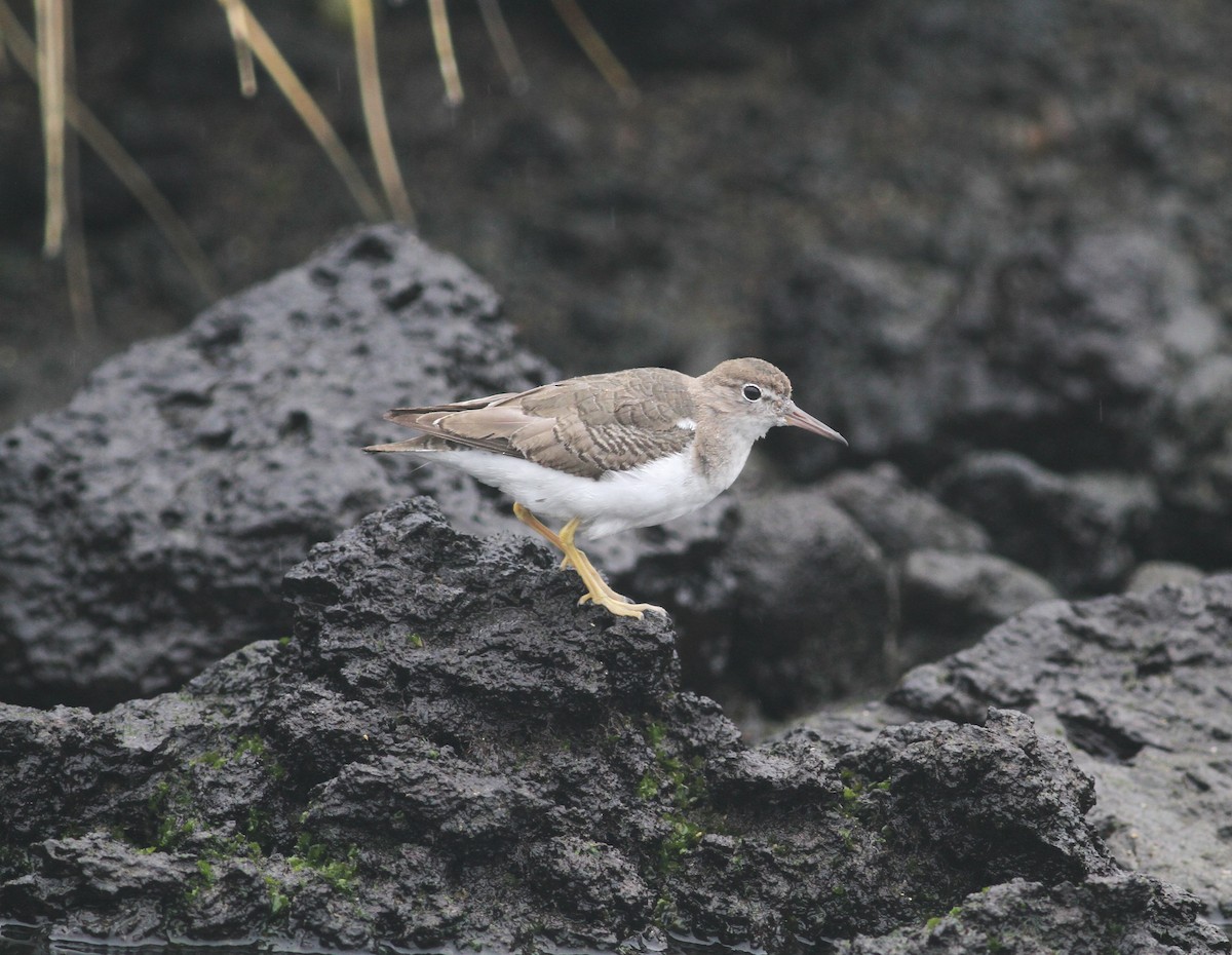 Spotted Sandpiper - ML612944660