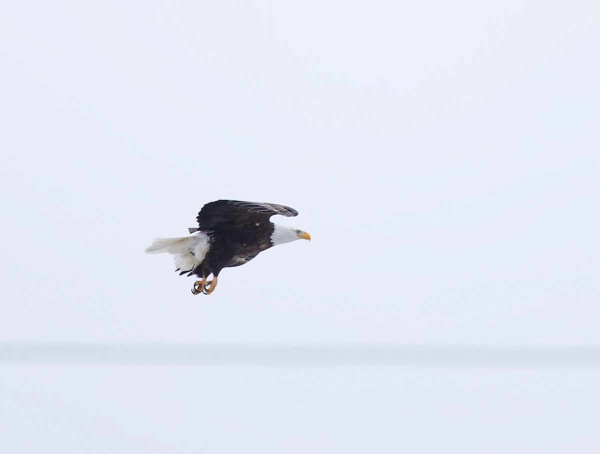 Bald Eagle - Michel Proulx