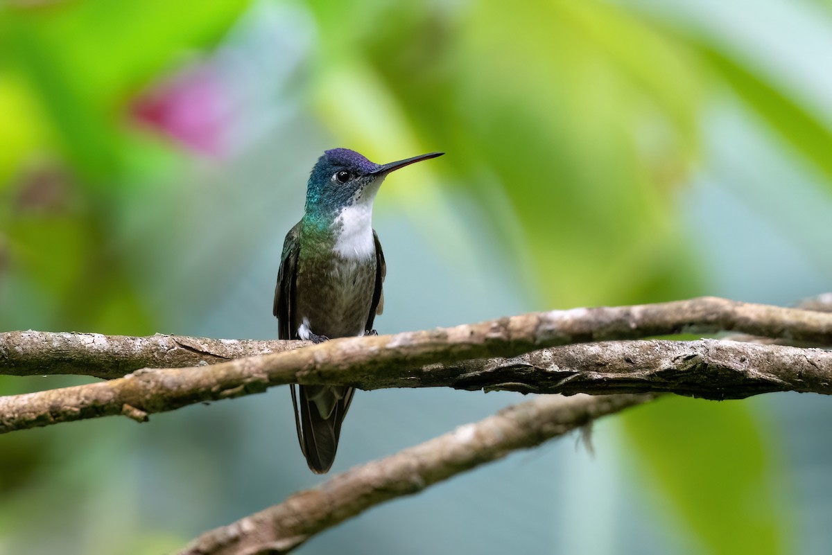 Azure-crowned Hummingbird - Adam Jackson