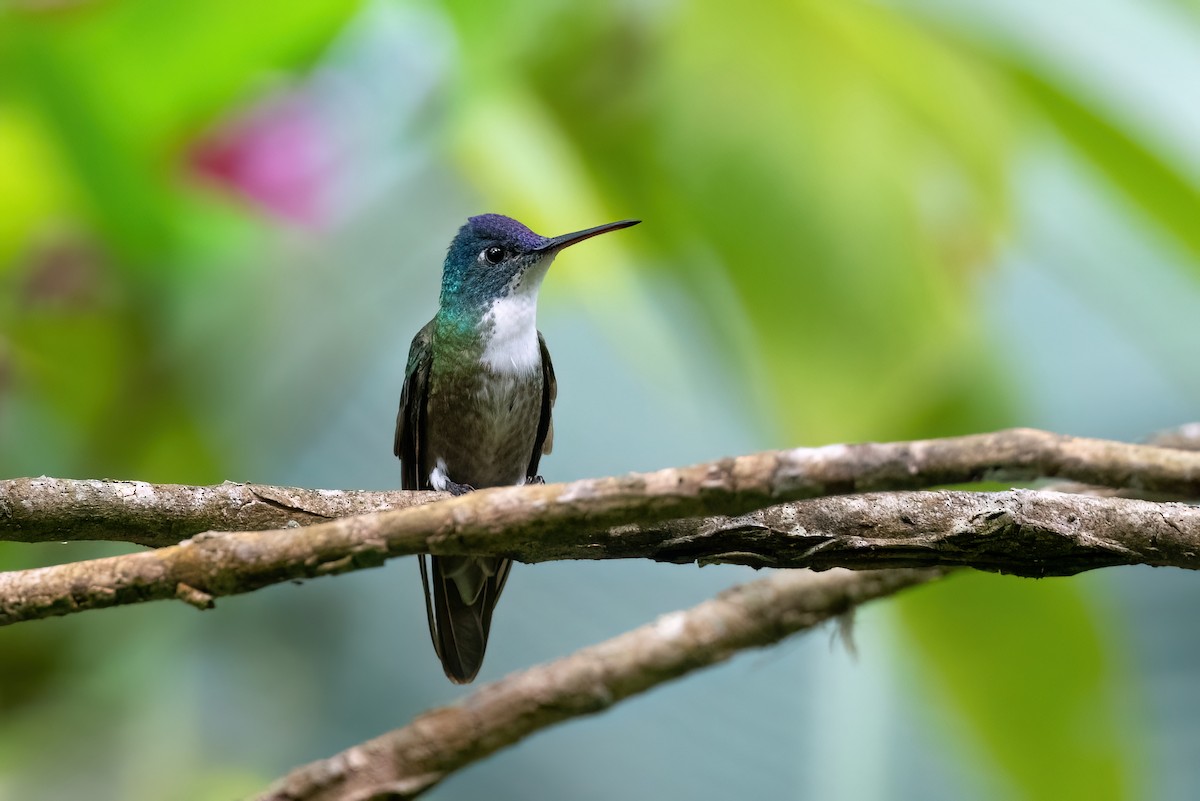 Azure-crowned Hummingbird - ML612944680