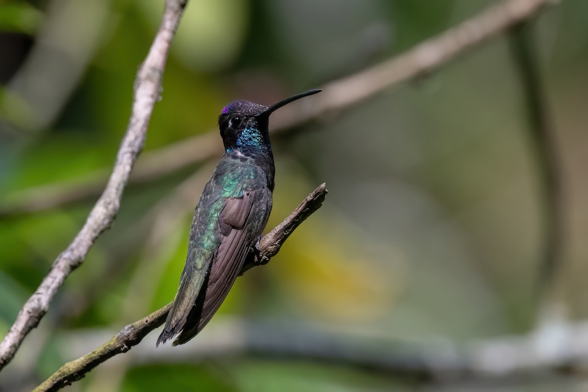 Rivoli's Hummingbird - ML612944687