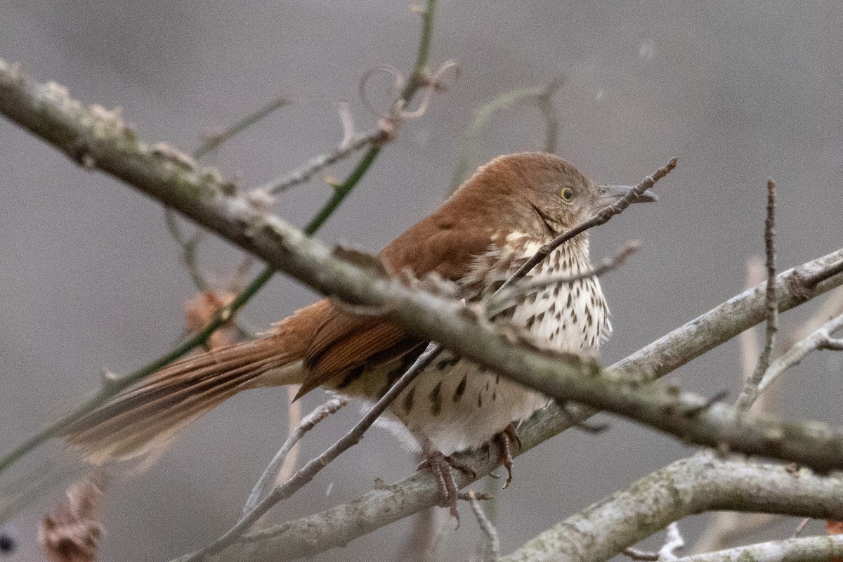 Brown Thrasher - Sean Fahey