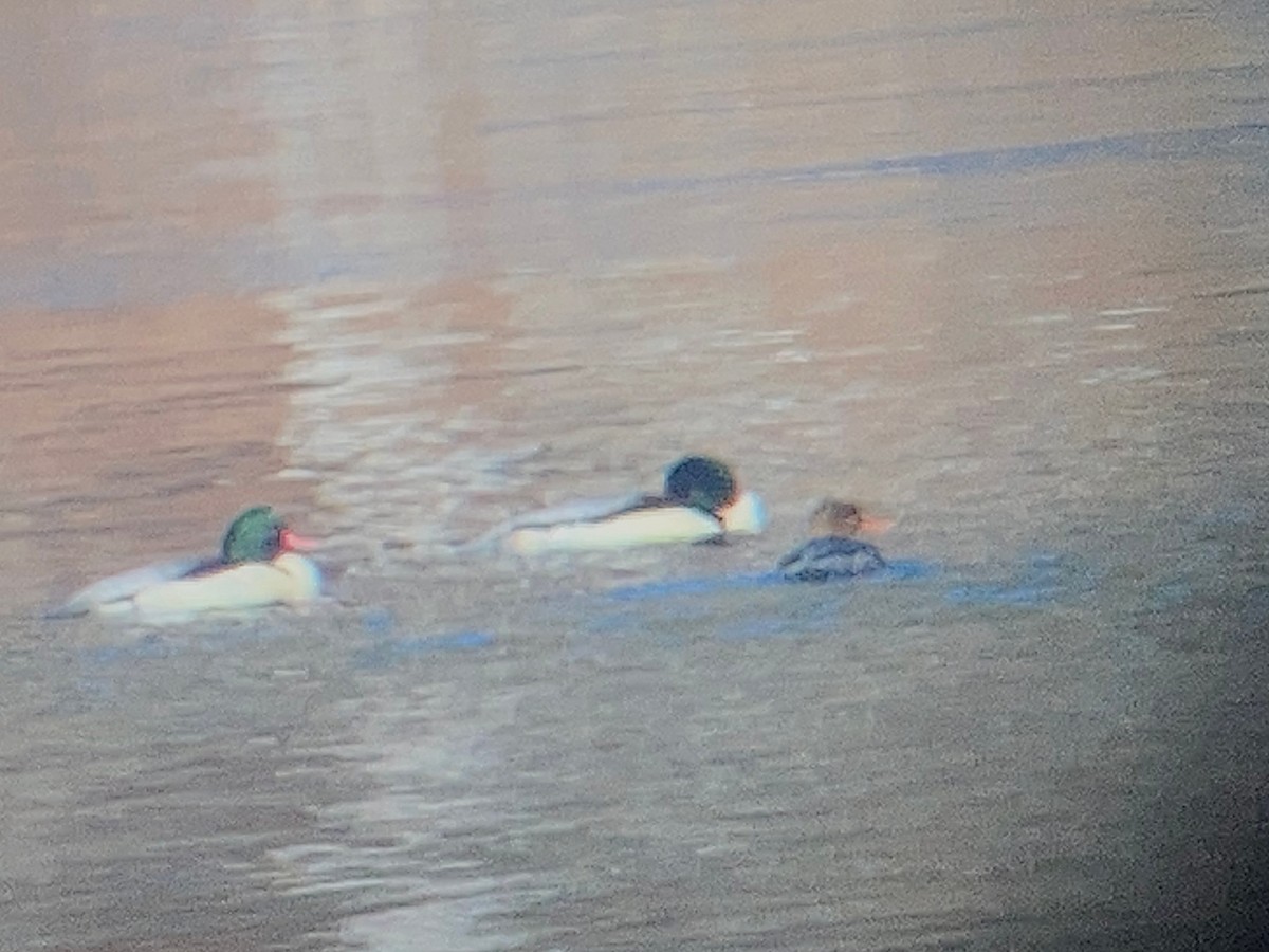 Red-breasted Merganser - ML612944769