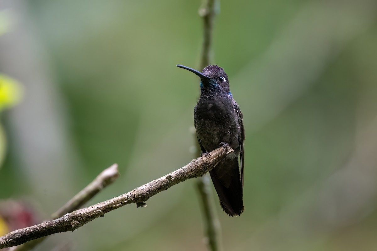 Rivoli's Hummingbird - Adam Jackson