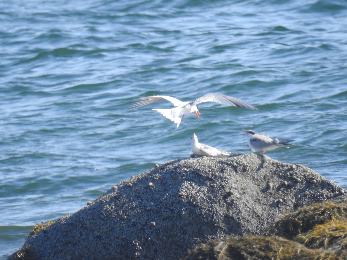 Common Tern - ML612944903