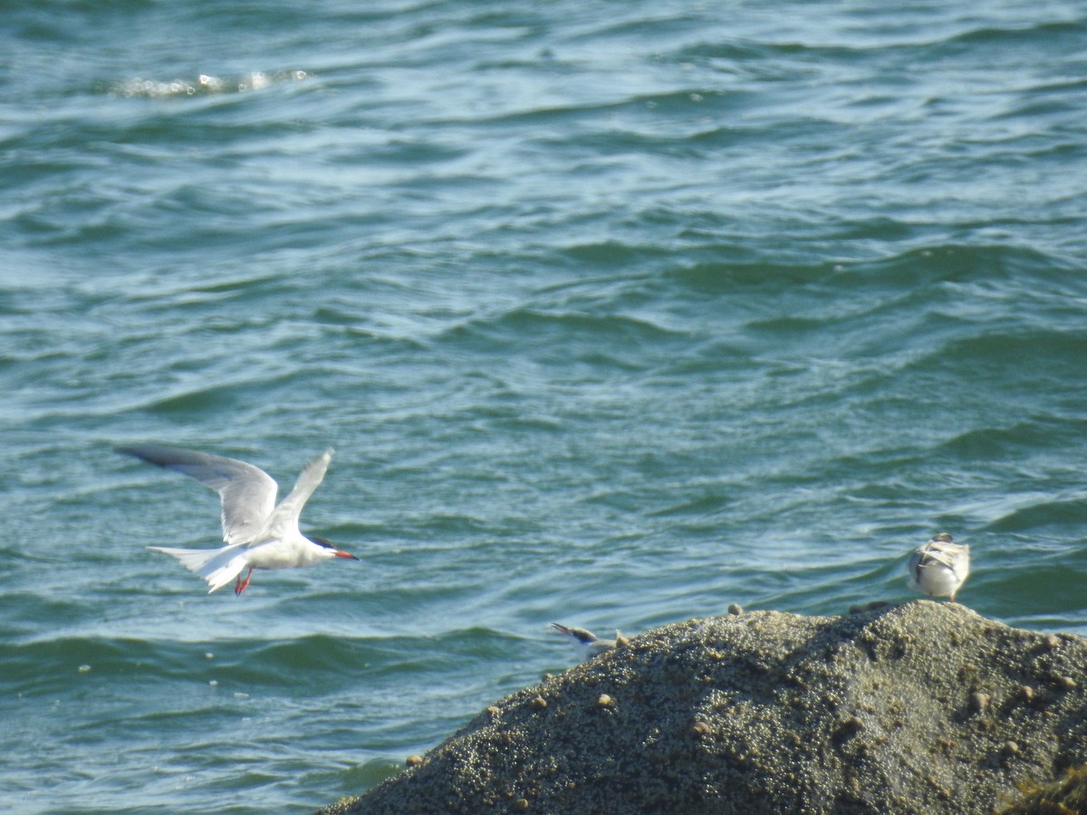 Common Tern - ML612944905