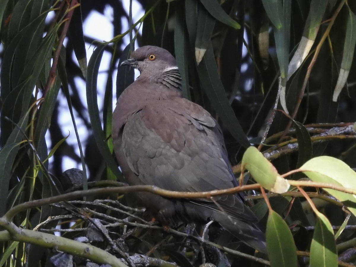 Chilean Pigeon - Sebastián Pardo