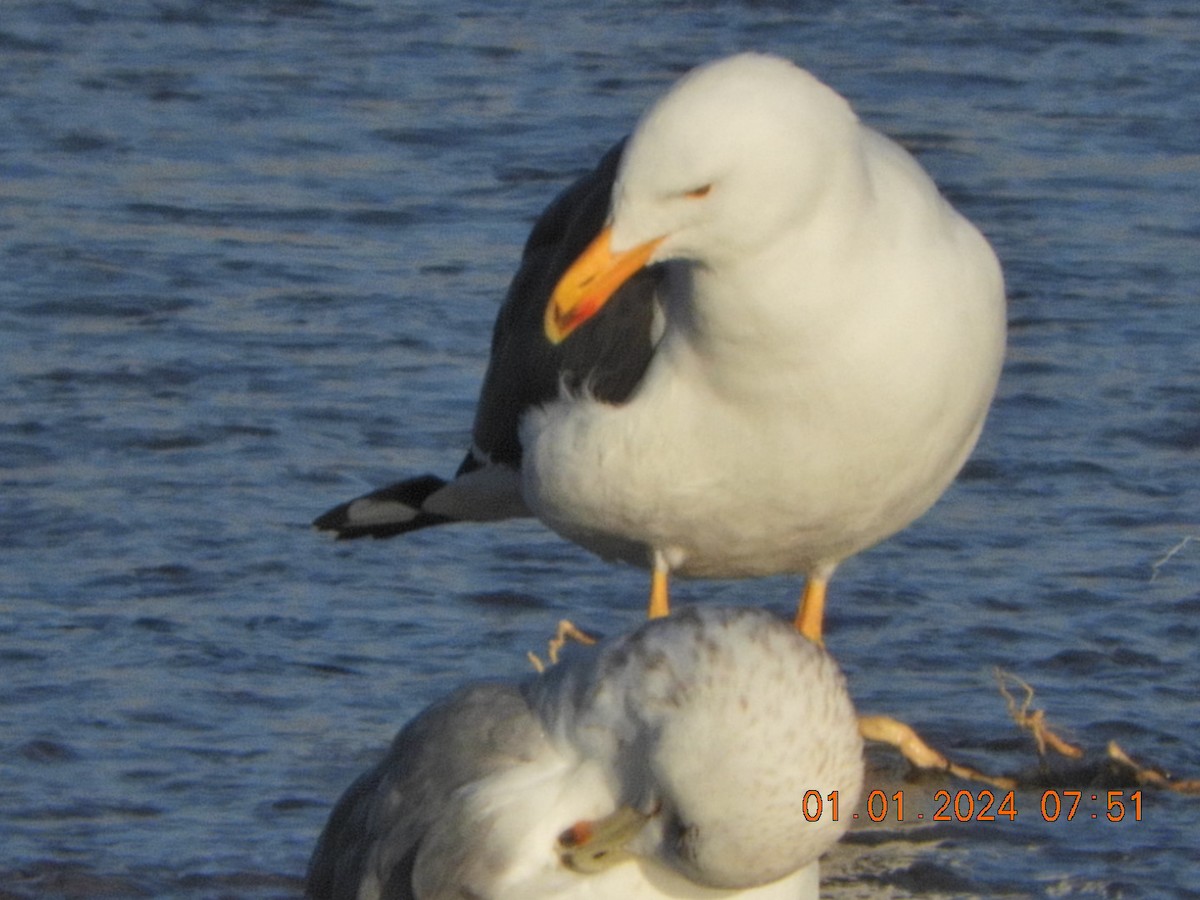 Yellow-footed Gull - ML612945026