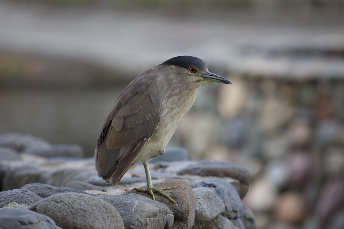 Black-crowned Night Heron - ML612945083