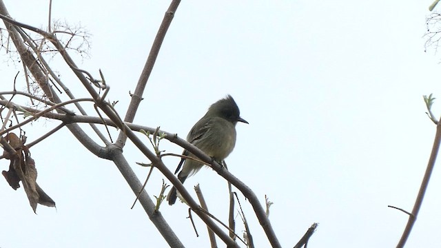 Піві великий - ML612945340