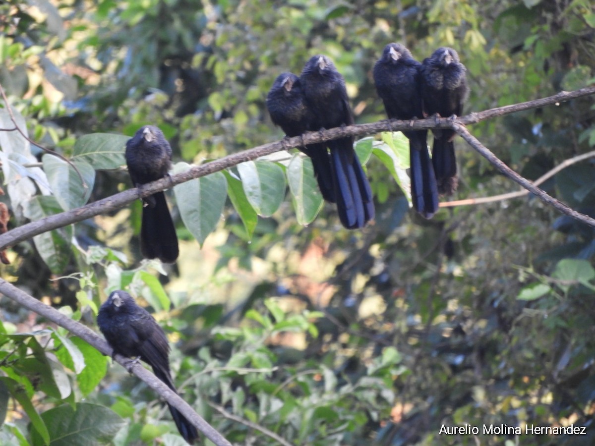 Groove-billed Ani - ML612945382