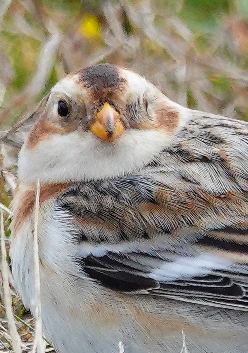 Snow Bunting - Kathleen Horn