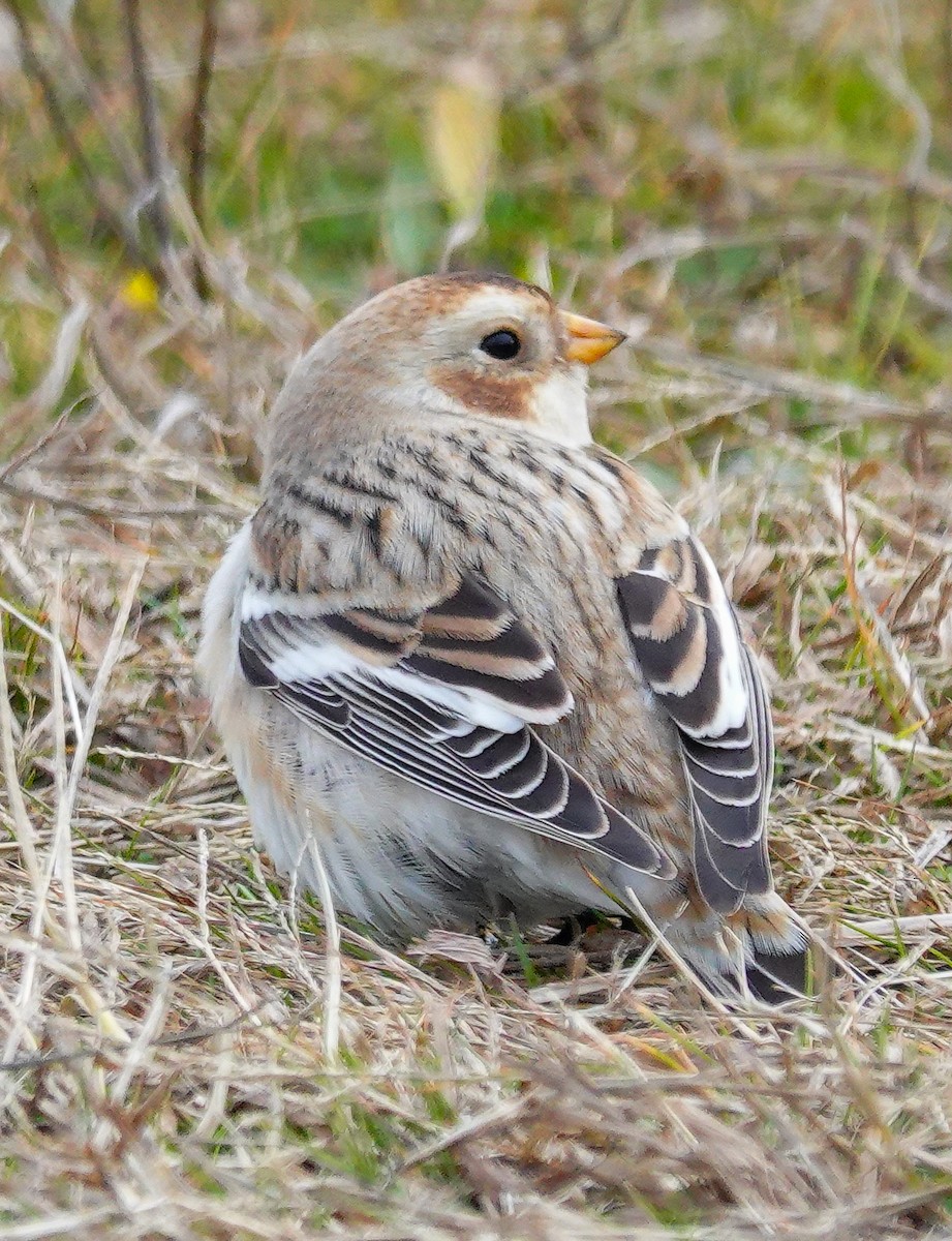 Snow Bunting - Kathleen Horn