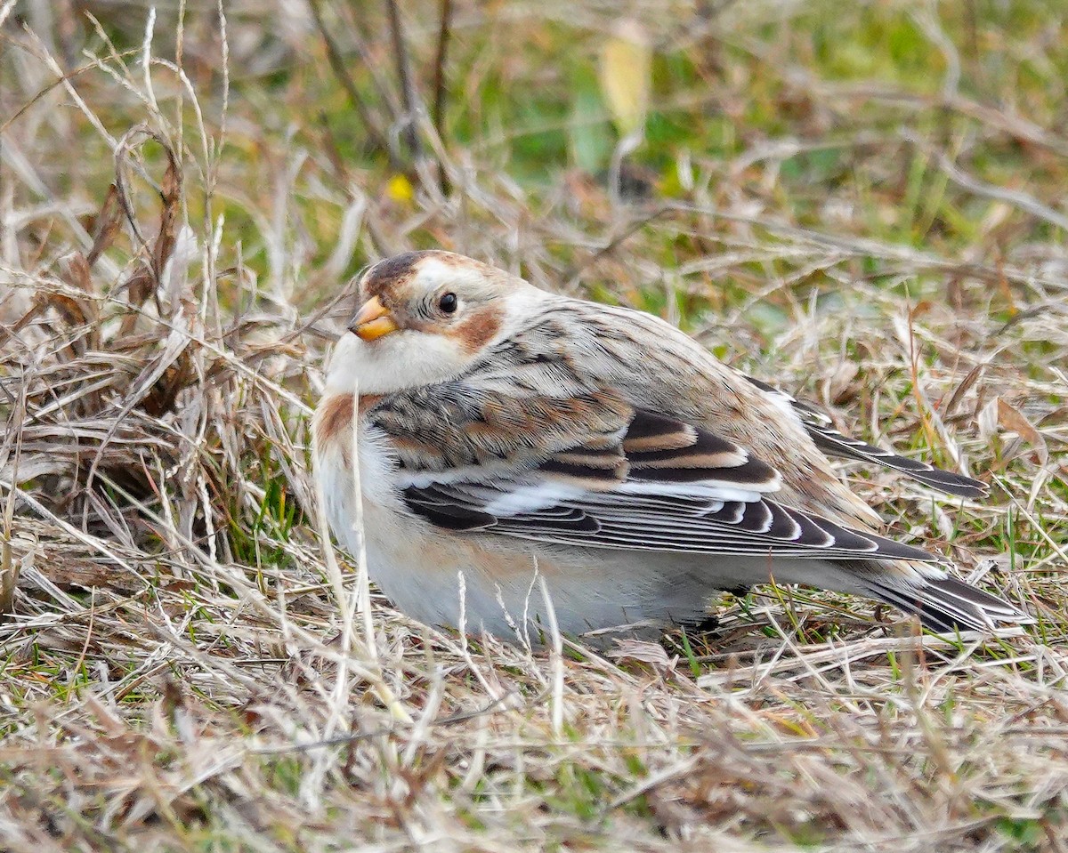 Snow Bunting - Kathleen Horn