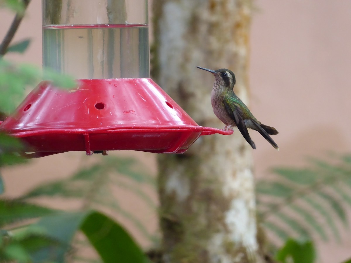Speckled Hummingbird - Ann Kovich