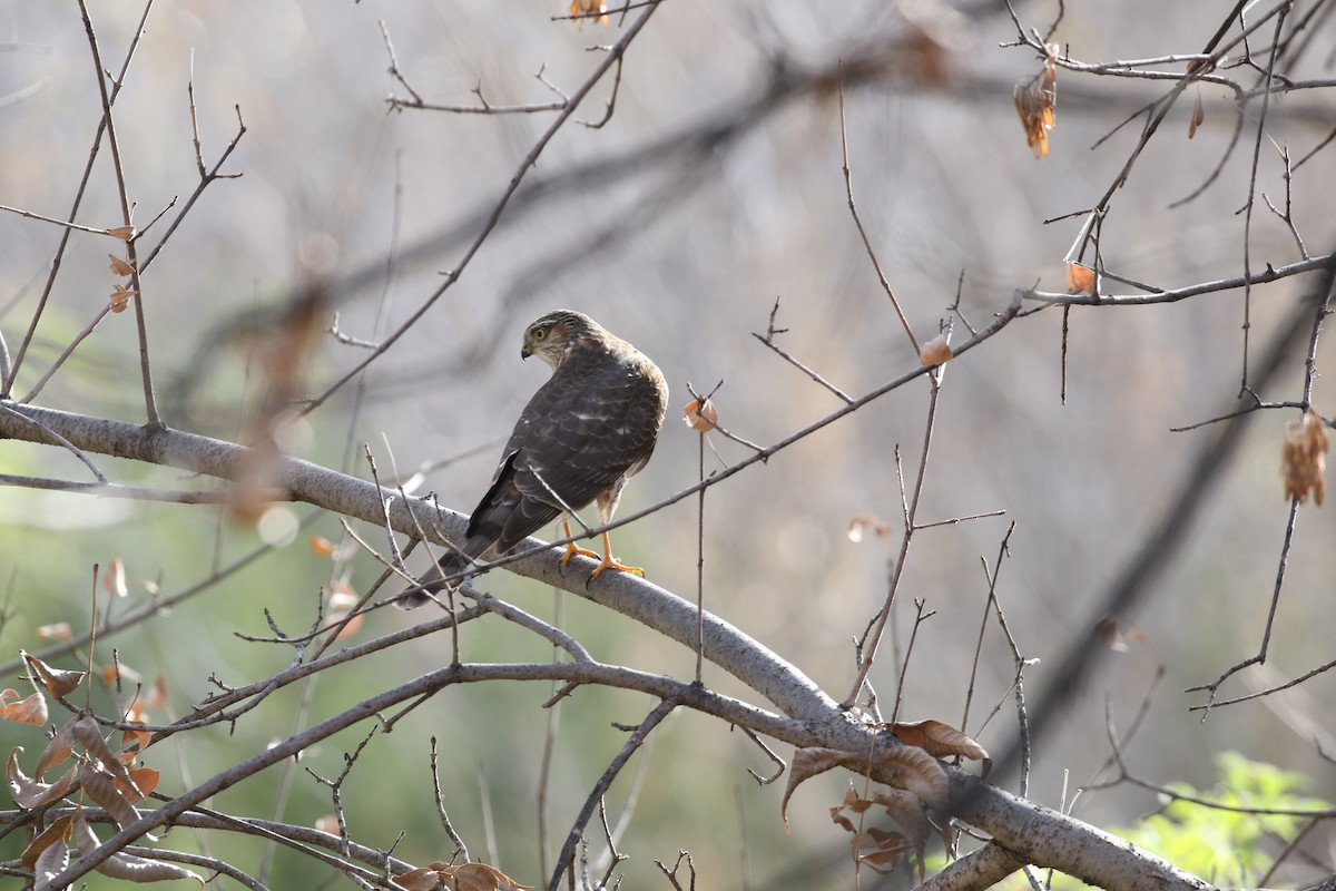 Sharp-shinned Hawk - ML612945512