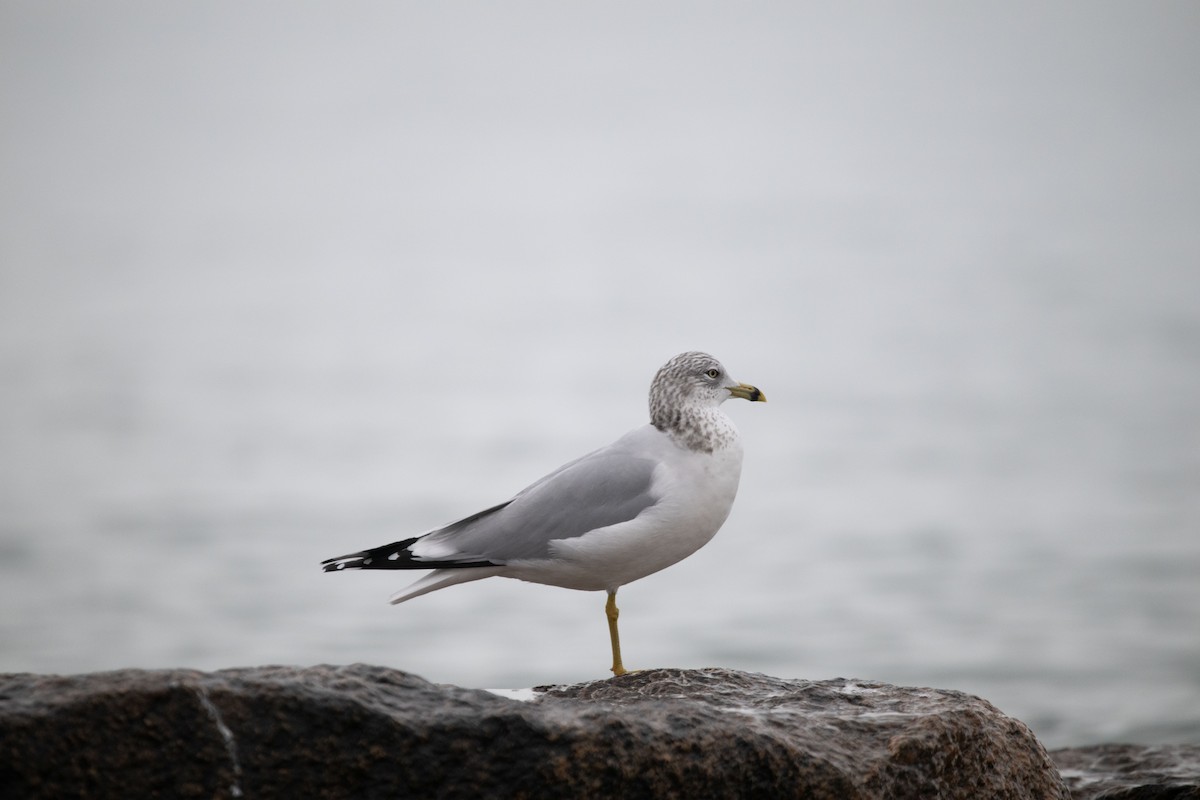 Ring-billed Gull - ML612945557