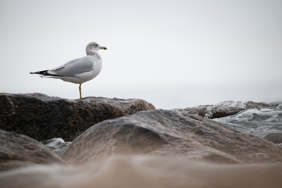 Ring-billed Gull - ML612945564