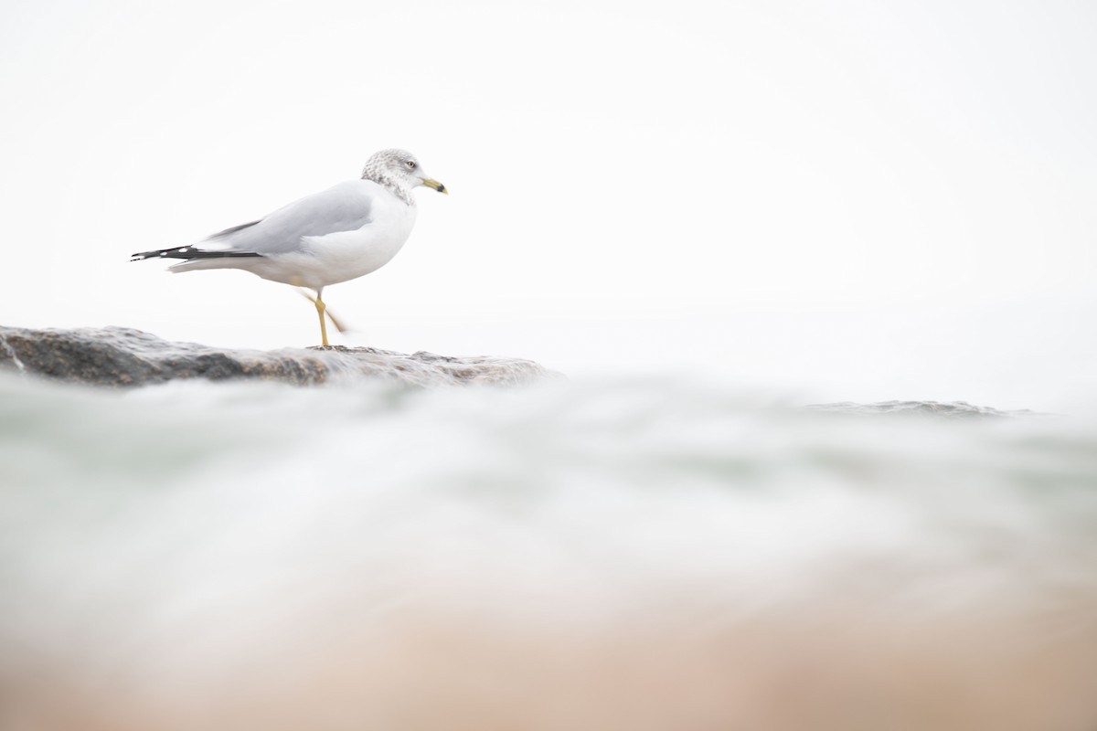 Ring-billed Gull - ML612945567