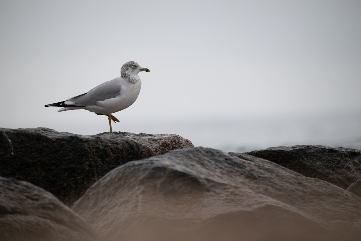 Ring-billed Gull - ML612945571