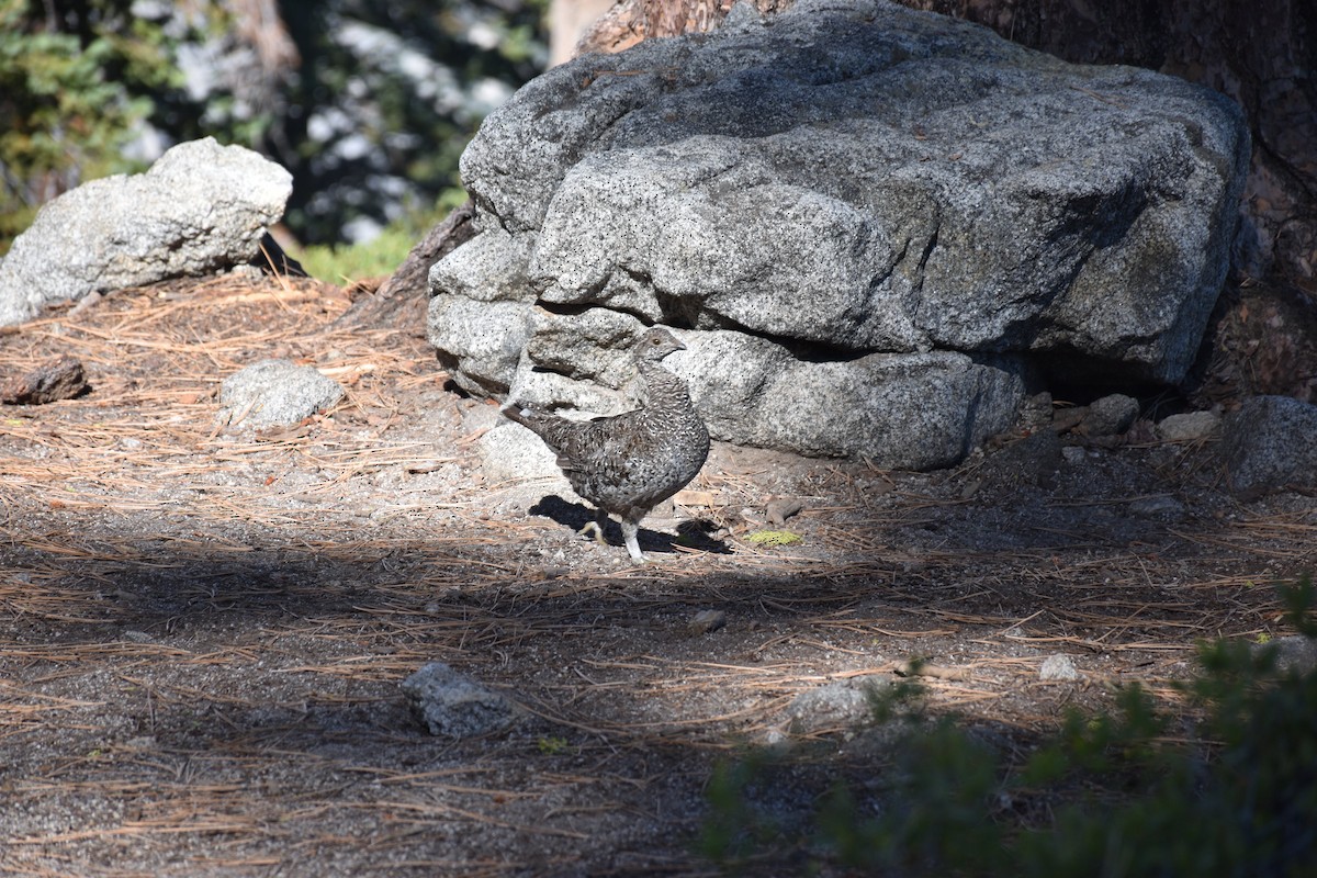 Sooty Grouse - ML612945588