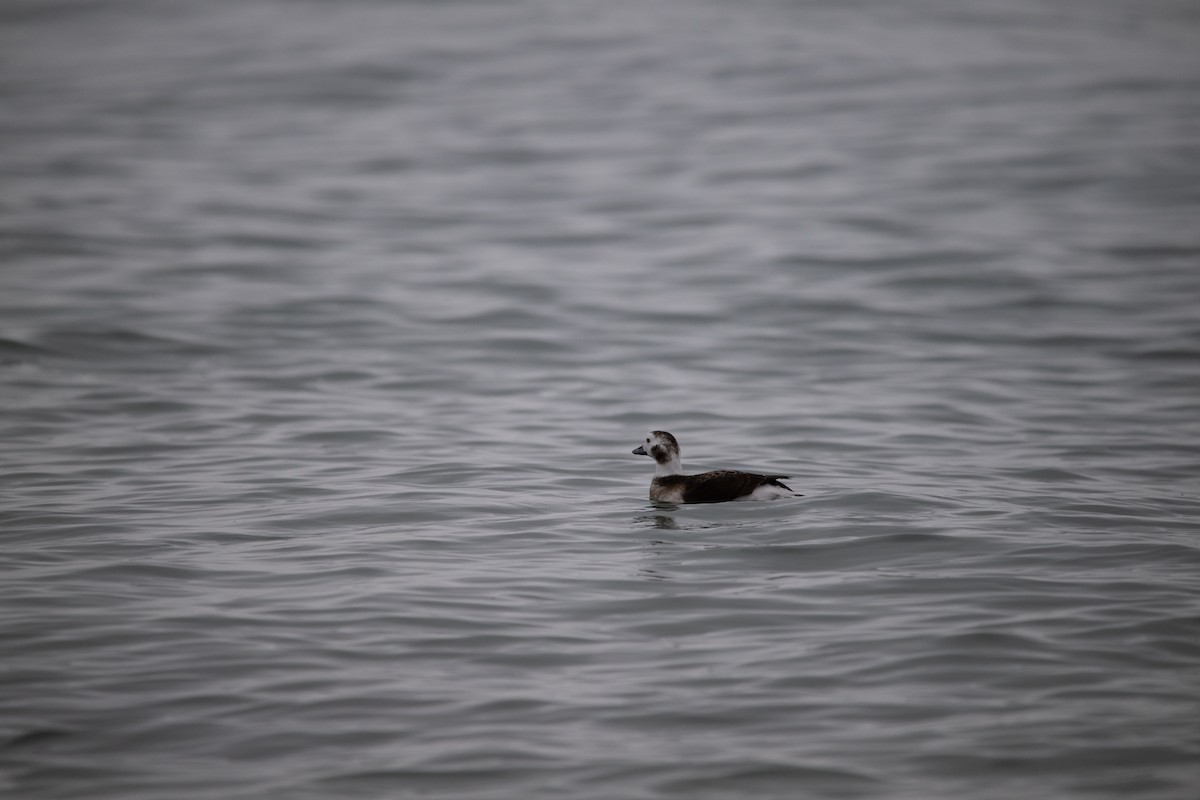 Long-tailed Duck - ML612945647