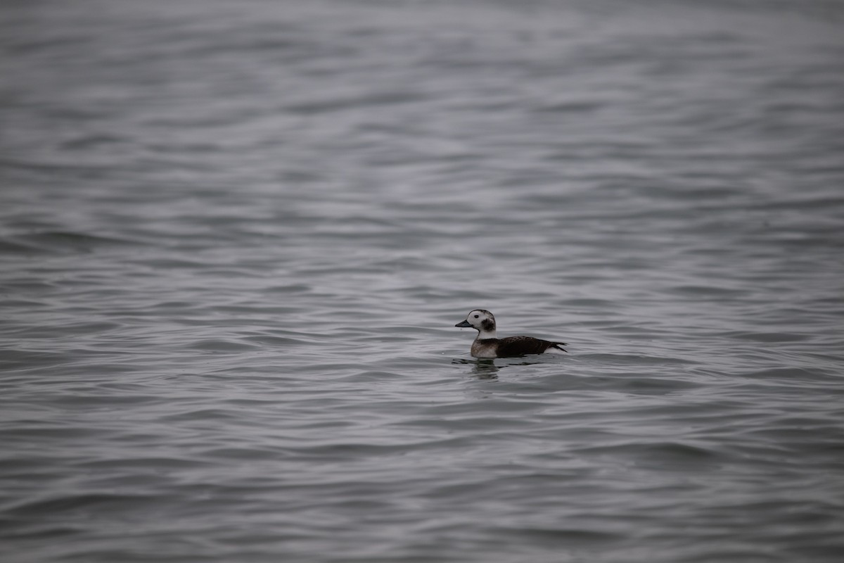 Long-tailed Duck - ML612945654