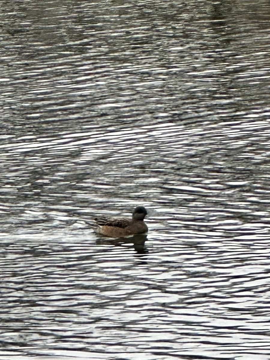 American Wigeon - ML612945676