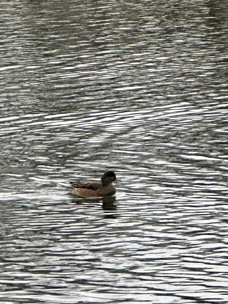 American Wigeon - Nicholas Rosner