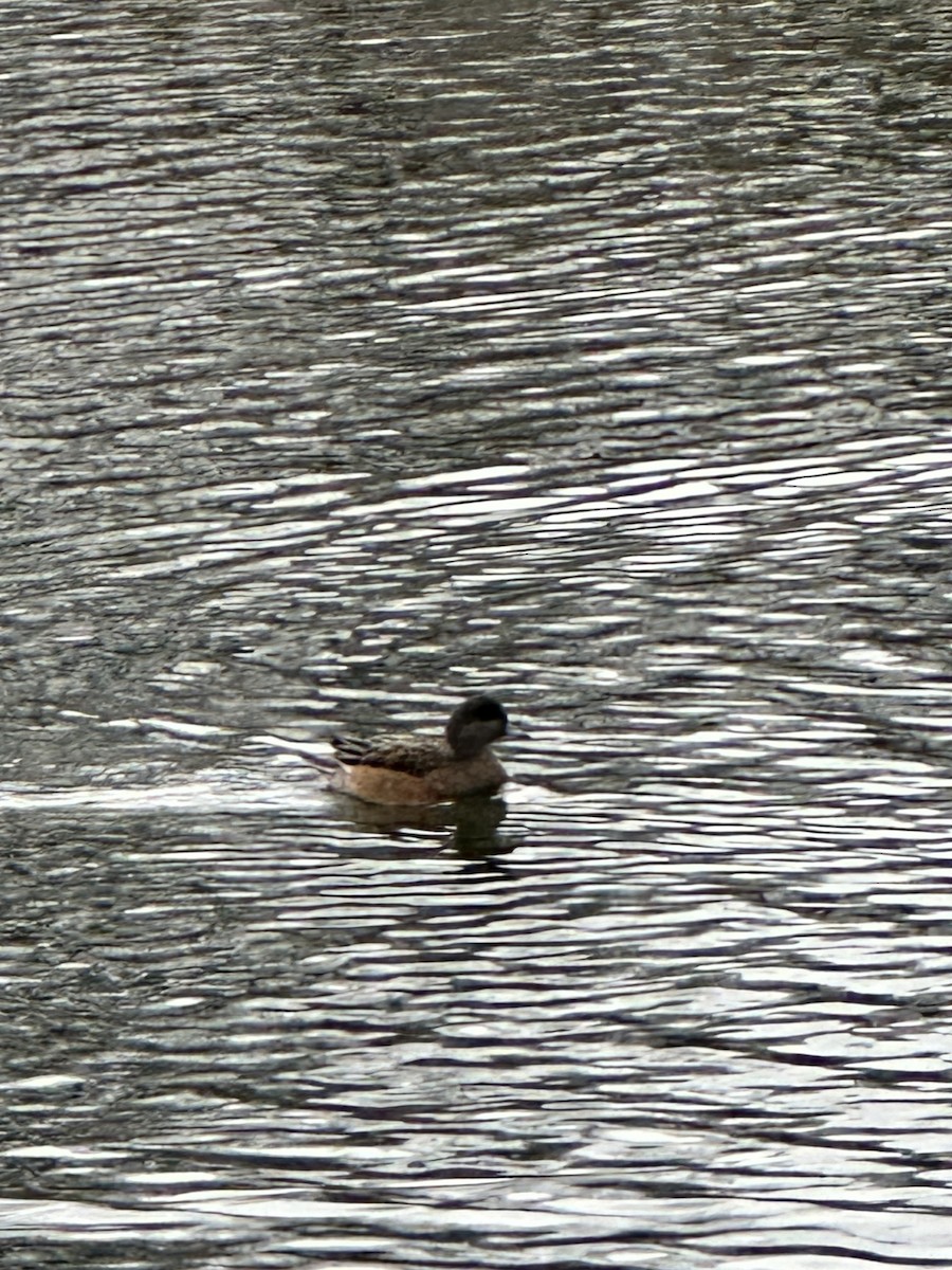 American Wigeon - ML612945678