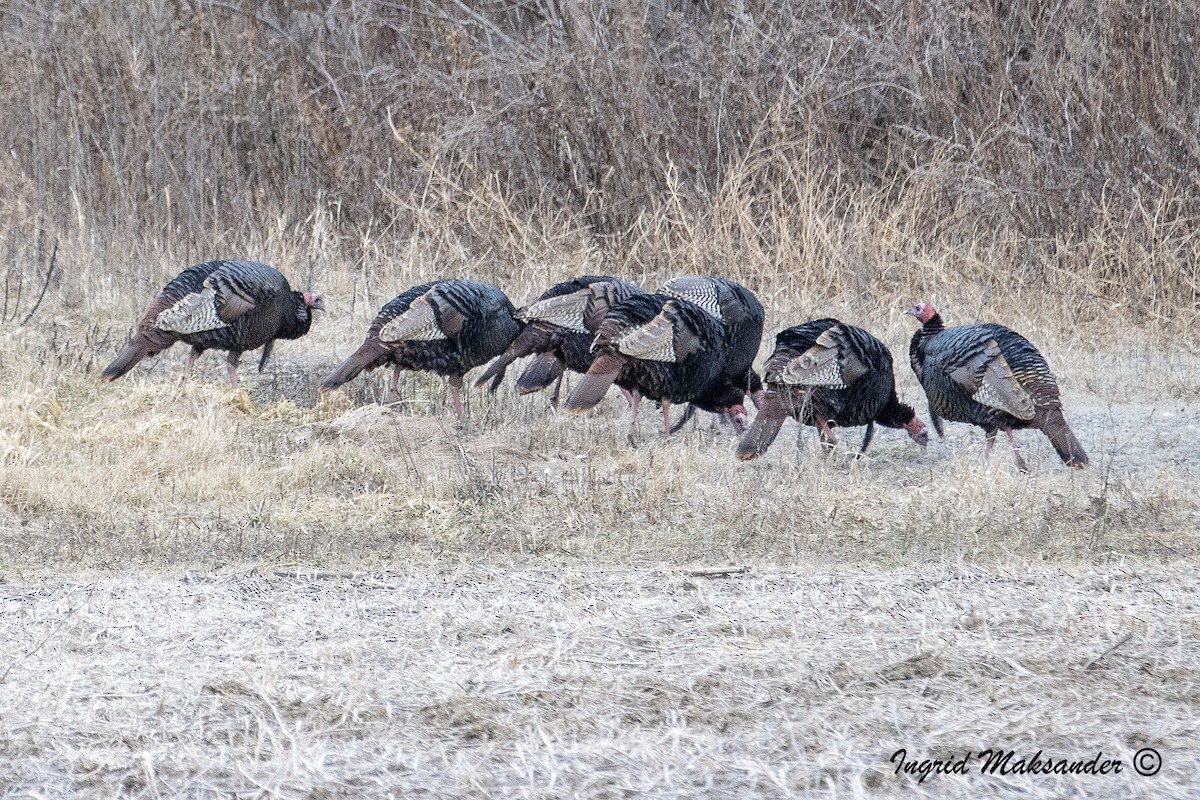 Wild Turkey - ML612945690