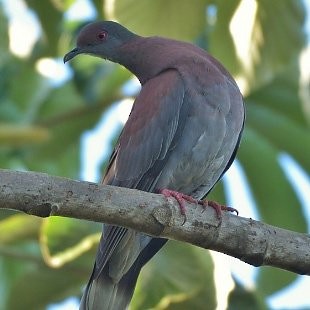 Pale-vented Pigeon - Júlio César Machado