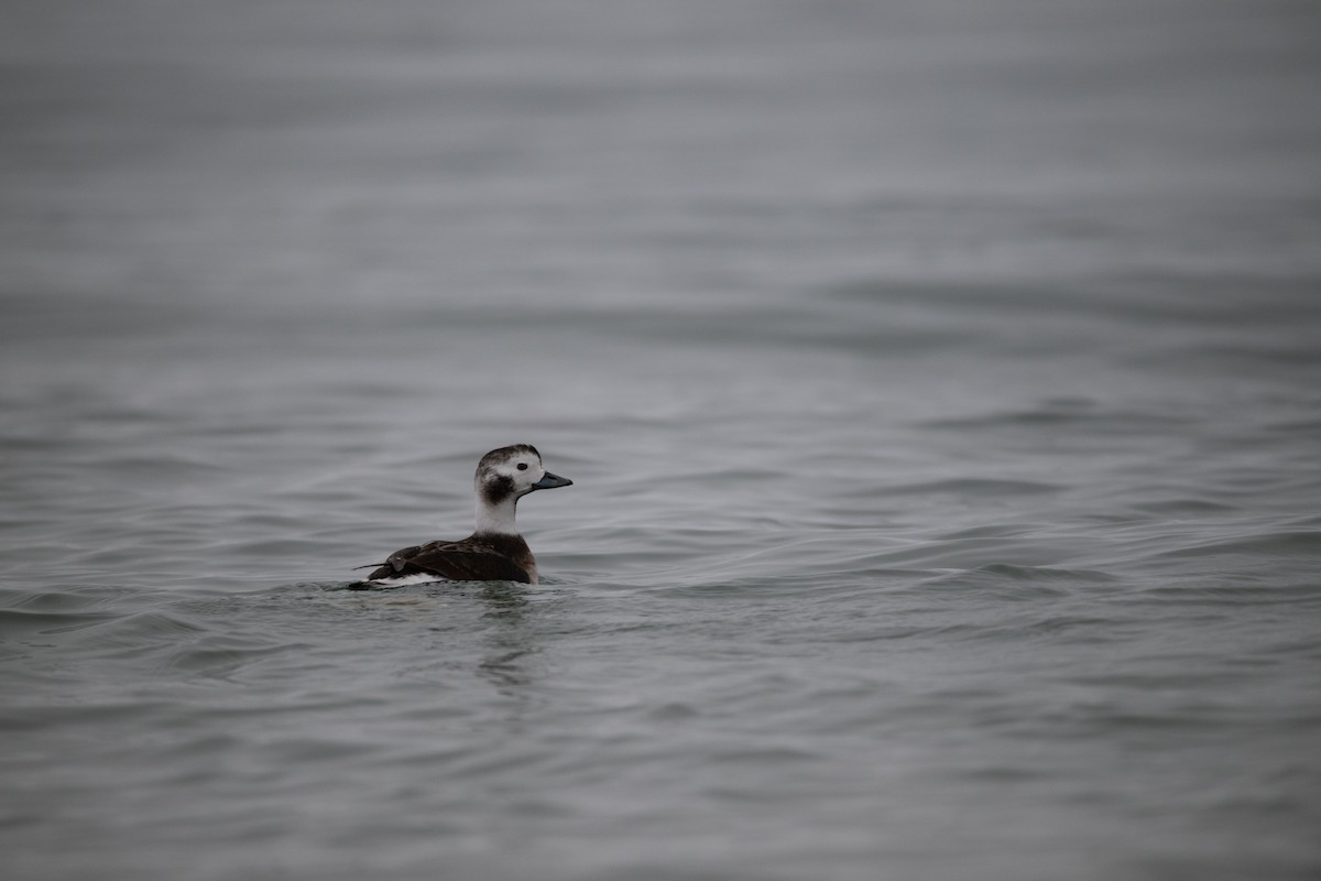 Long-tailed Duck - ML612945769