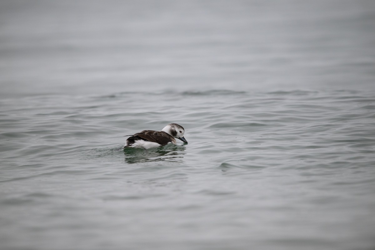 Long-tailed Duck - ML612945778