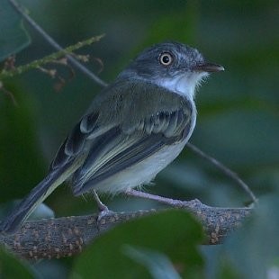 Pearly-vented Tody-Tyrant - Júlio César Machado