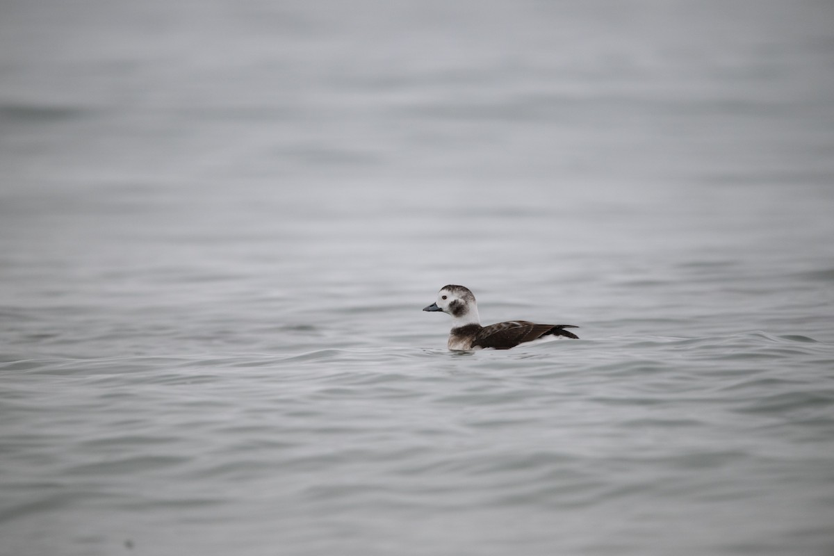 Long-tailed Duck - ML612945781