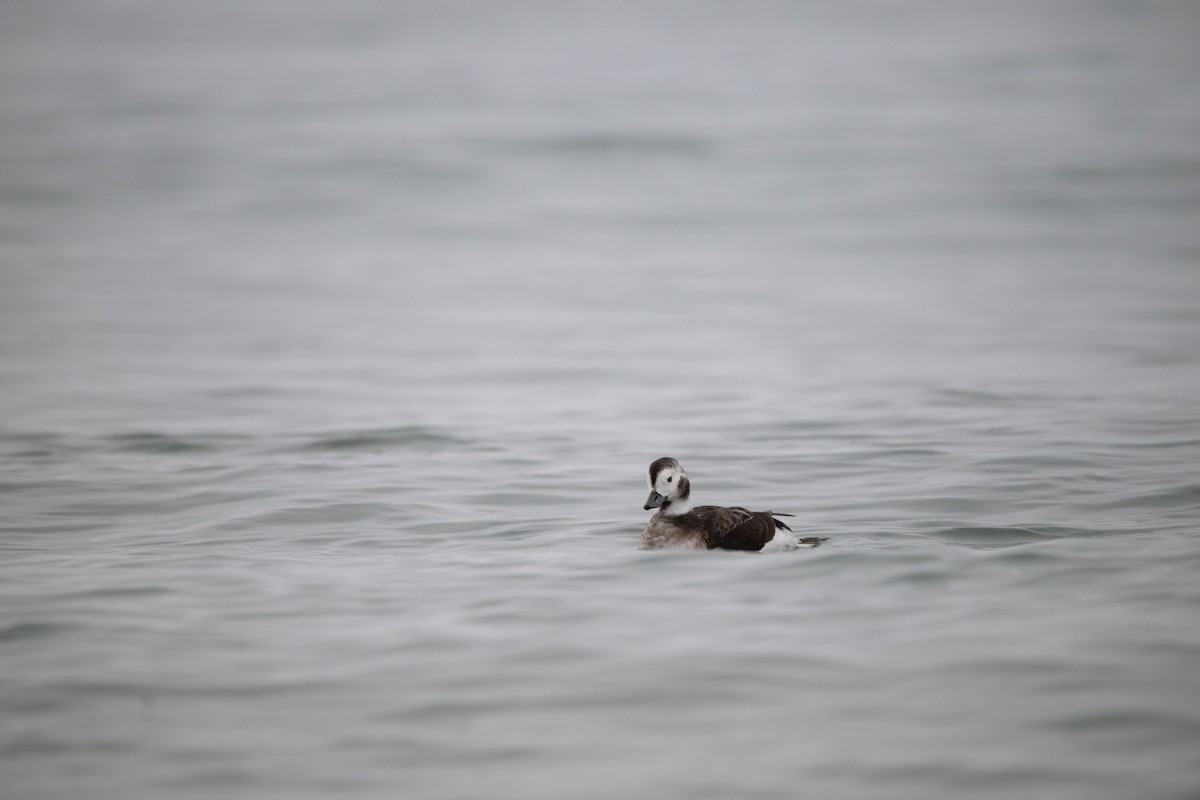 Long-tailed Duck - ML612945790