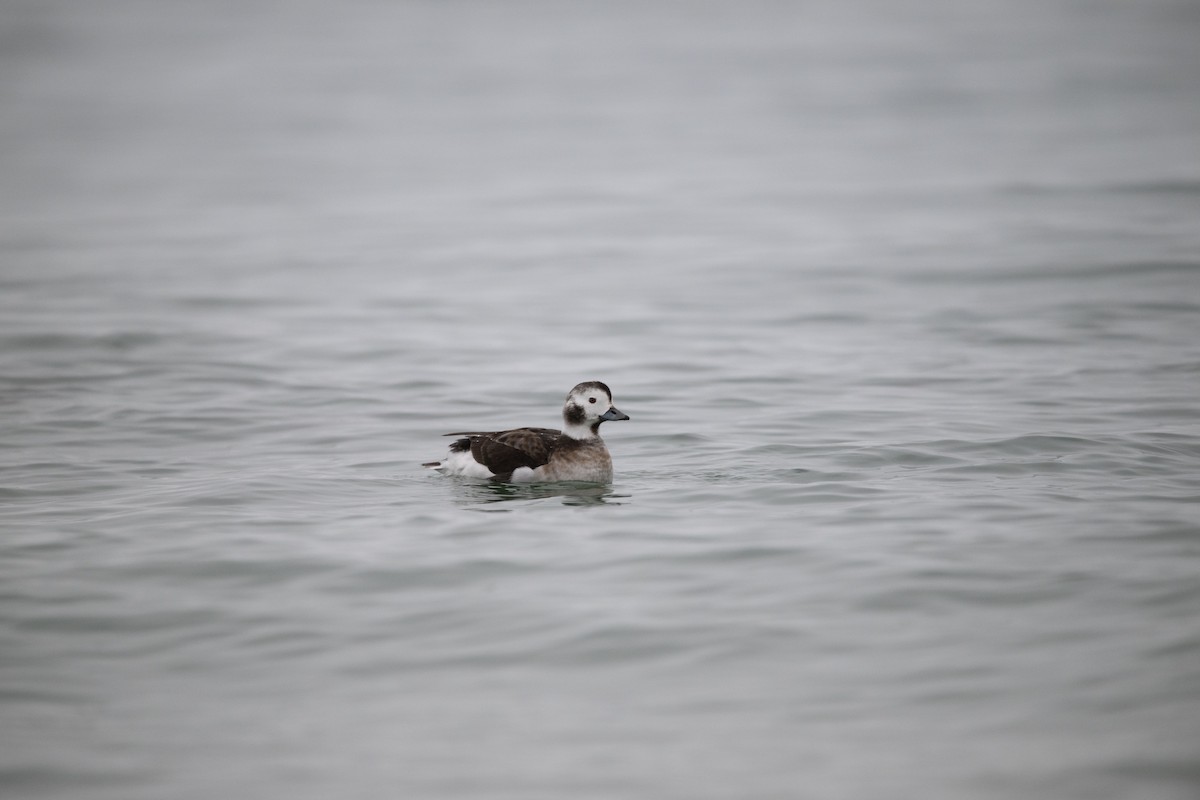 Long-tailed Duck - ML612945796