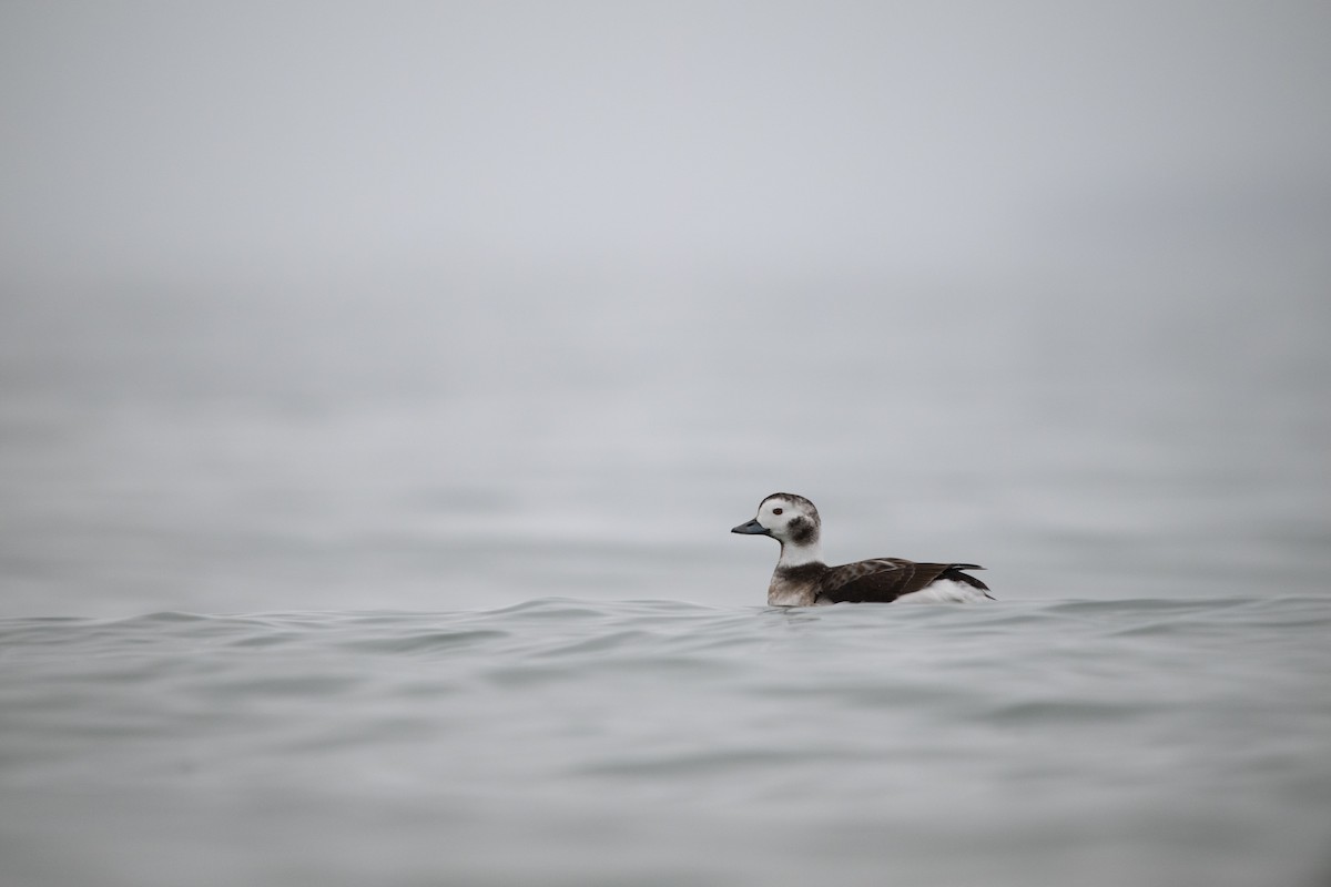 Long-tailed Duck - ML612945802