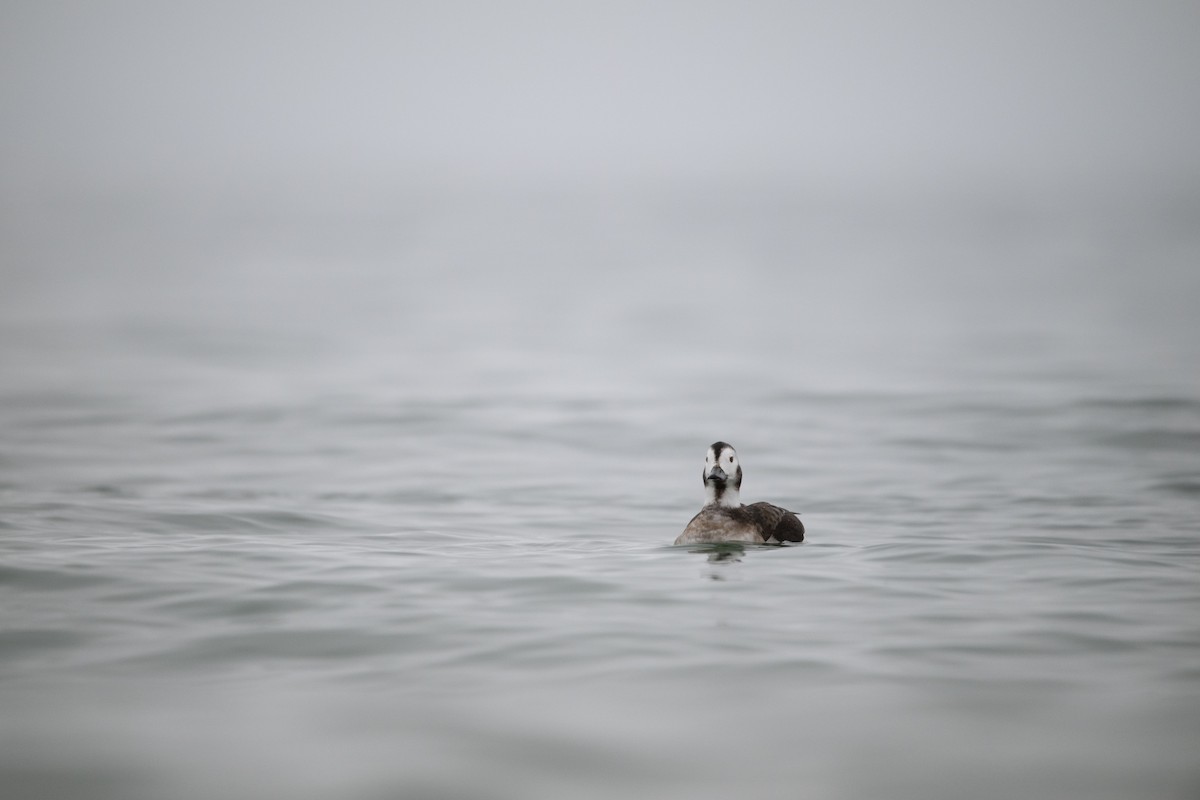 Long-tailed Duck - ML612945806